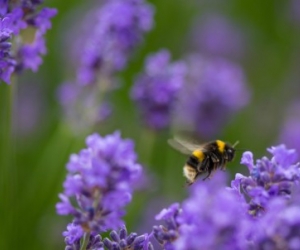 {image:image_alt_text}