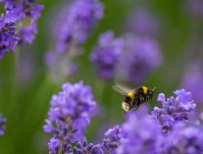 {image:image_alt_text}